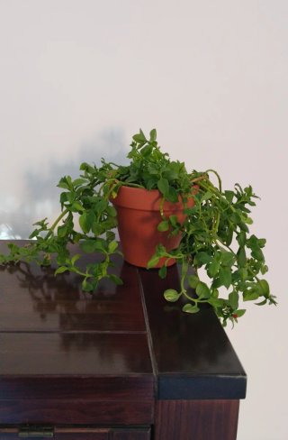 Planta Rocío Aptenia Cordifolia Colgante maceta