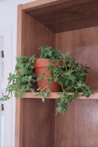 Planta Rocío Aptenia Cordifolia Colgante maceta