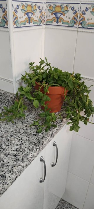 Planta Rocío Aptenia Cordifolia Colgante maceta