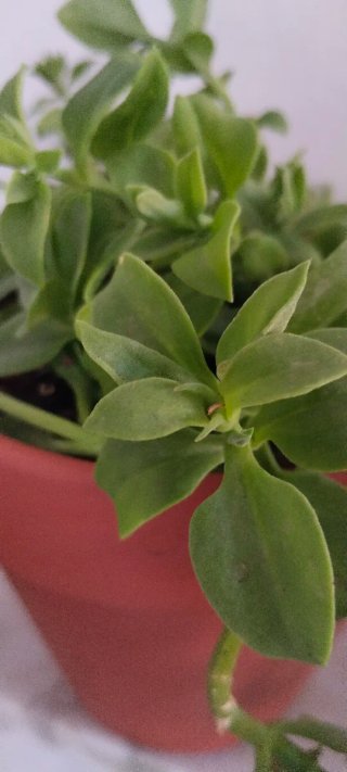 Planta Rocío Aptenia Cordifolia Colgante maceta