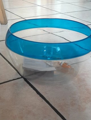 Robo Fish - Pesce Robot Interattivo