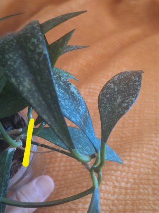 Hoya Parviflora Splash CORTE