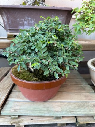 Bonsái Nirekeyaki Shohin