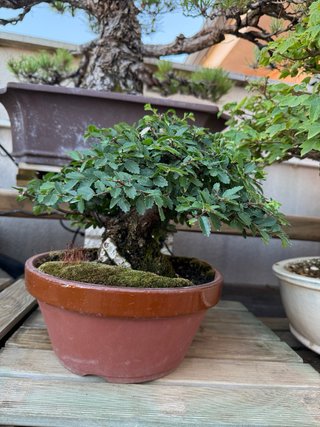 Bonsái Nirekeyaki Shohin