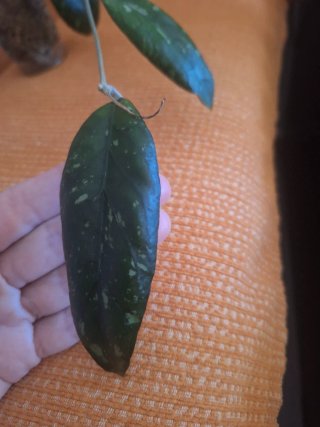 Hoya Aceh