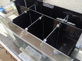 Acuario Betta 4 compartimentos