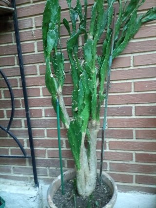 Opuntia Subulata / Aguja de Eva