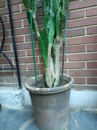 Opuntia Subulata / Aguja de Eva