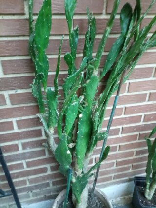 Opuntia Subulata / Aguja de Eva