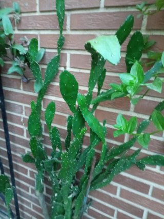 Opuntia Subulata / Aguja de Eva
