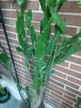 Opuntia Subulata / Aguja de Eva