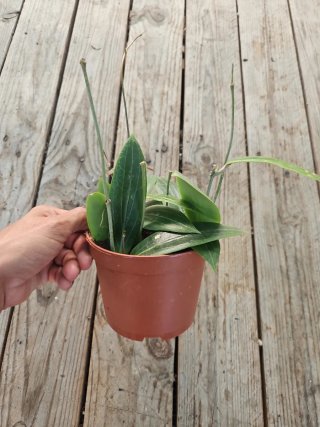 Hoya soligamiana