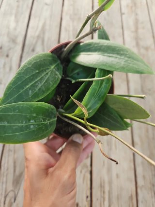 Hoya soligamiana