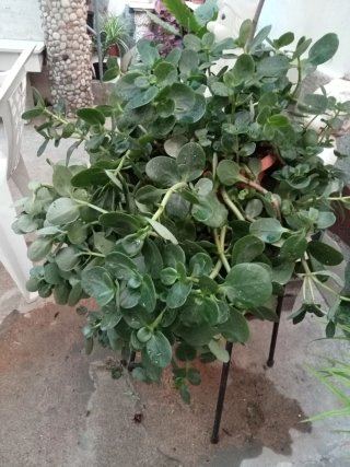 Planta echa flores en invierno