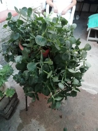 Planta echa flores en invierno