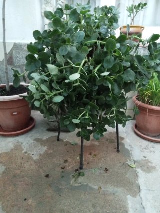Planta echa flores en invierno