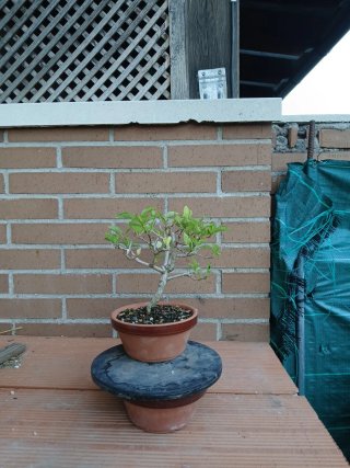 Prebonsai Acer Nioi