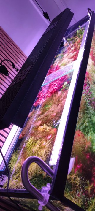 Pack Plantas Acuario