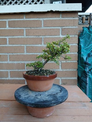 Prebonsai Cotoneaster horizontalis