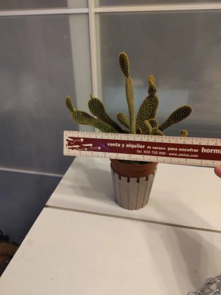 Cactus Opuntia con maceta