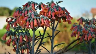 Planta de exterior Kalanchoe