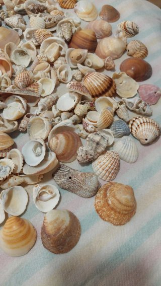 Lott di conchiglie marine naturali