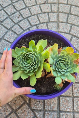 Pianta grassa Sempervivum da giardino Semprevivo