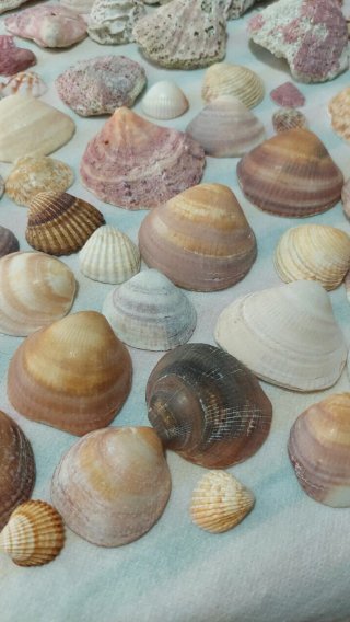 Lotto di conchiglie marine naturali