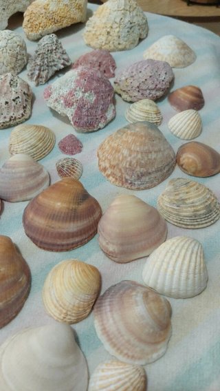 Lotto di conchiglie marine naturali