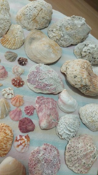 Lotto di conchiglie marine naturali