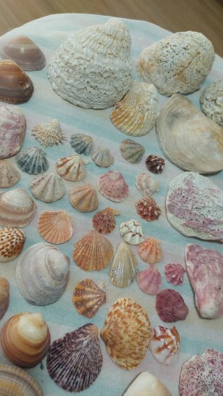 Lotto di conchiglie marine naturali
