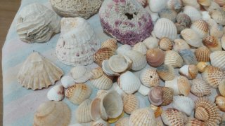 Lote di conchiglie marine naturali