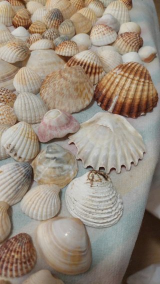 Lote di conchiglie marine naturali