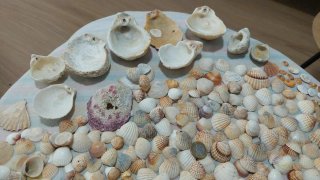 Lote di conchiglie marine naturali