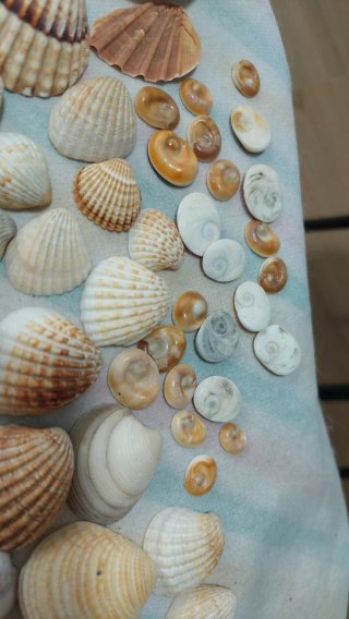 Lote di conchiglie marine naturali