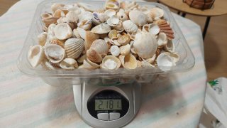 Lote di conchiglie marine naturali