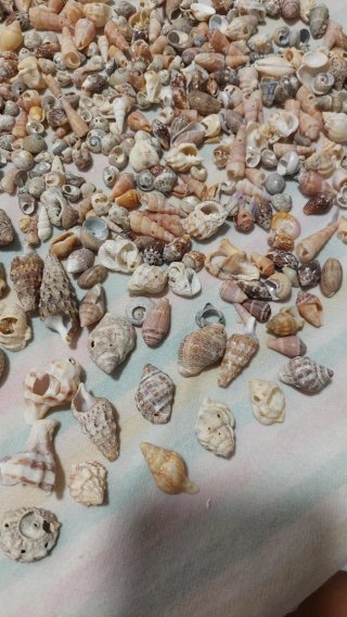 Lotto di conchiglie marine varie