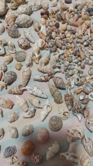 Lotto di conchiglie marine varie