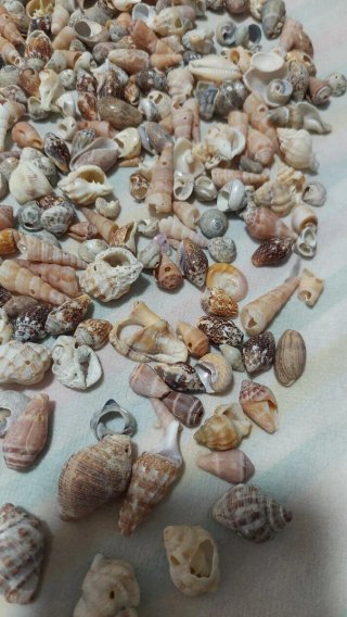 Lotto di conchiglie marine varie