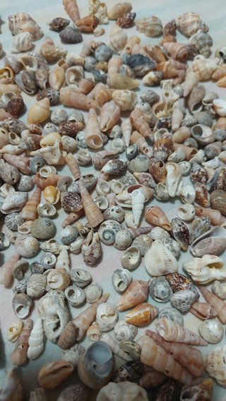 Lotto di conchiglie marine varie