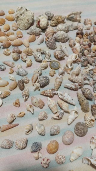 Lotto di conchiglie marine varie