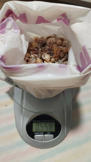 Lotto di conchiglie marine varie
