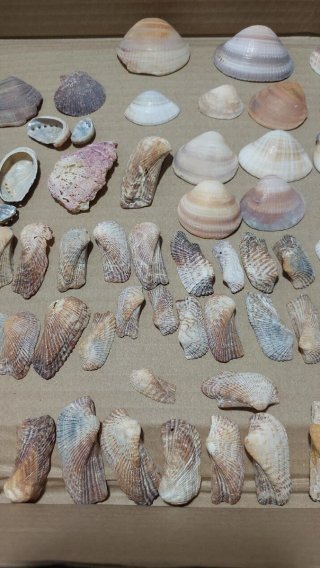 Lote di Conchiglie Marine Varie