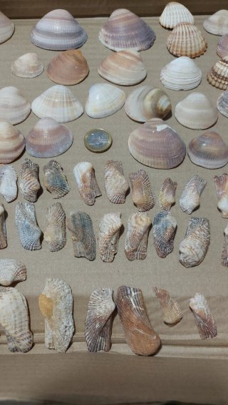 Lote di Conchiglie Marine Varie