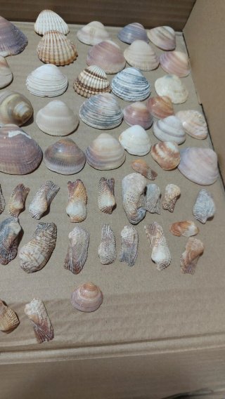Lote di Conchiglie Marine Varie