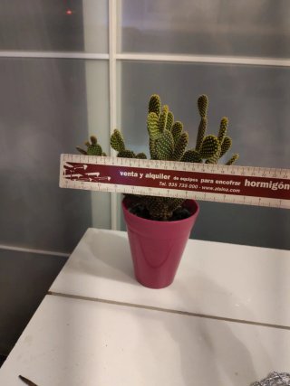 Cactus Opuntia con maceta rosa