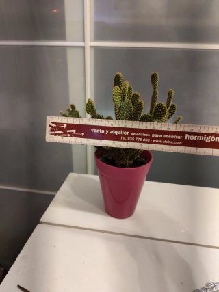 Cactus Opuntia con maceta rosa
