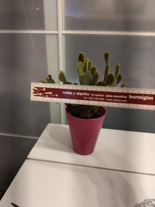 Cactus Opuntia con maceta rosa
