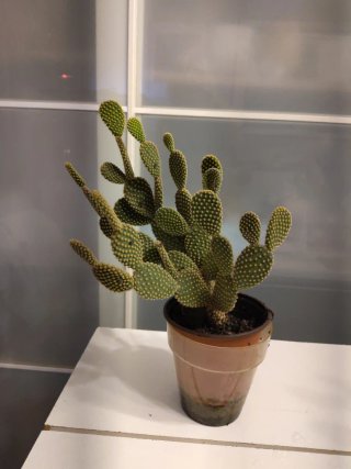 Cactus Opuntia Microdasys en maceta