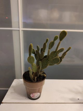 Cactus Opuntia Microdasys en maceta